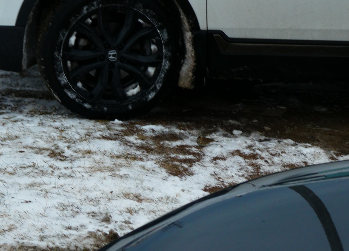 Lapland Longspur - ML647696097