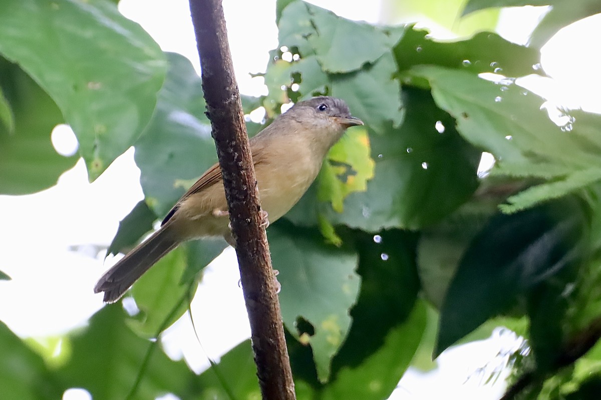 Brown-cheeked Fulvetta - ML647696098