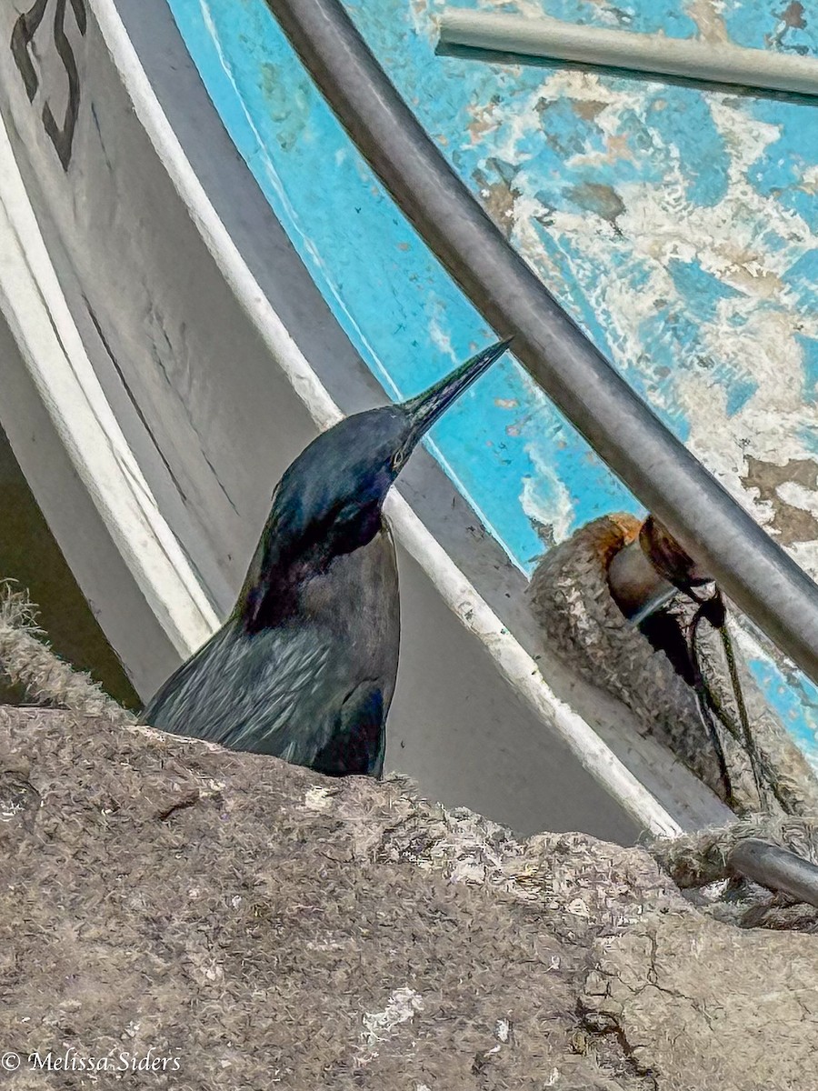 Lava Heron - ML647696099