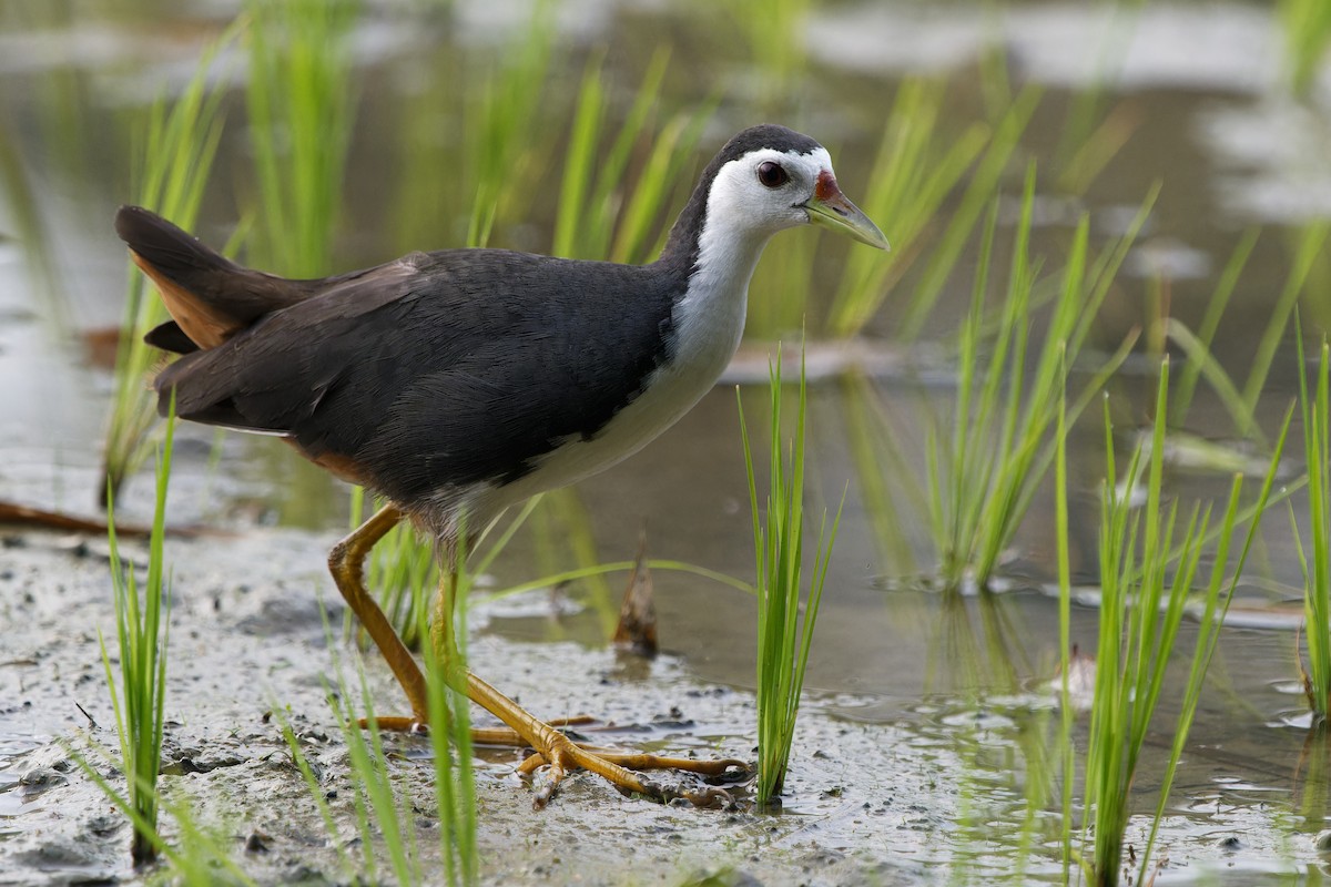 White-breasted Waterhen - ML647696100