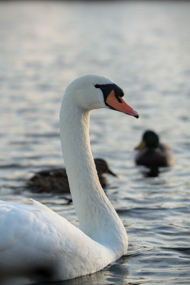 Mute Swan - ML647696105
