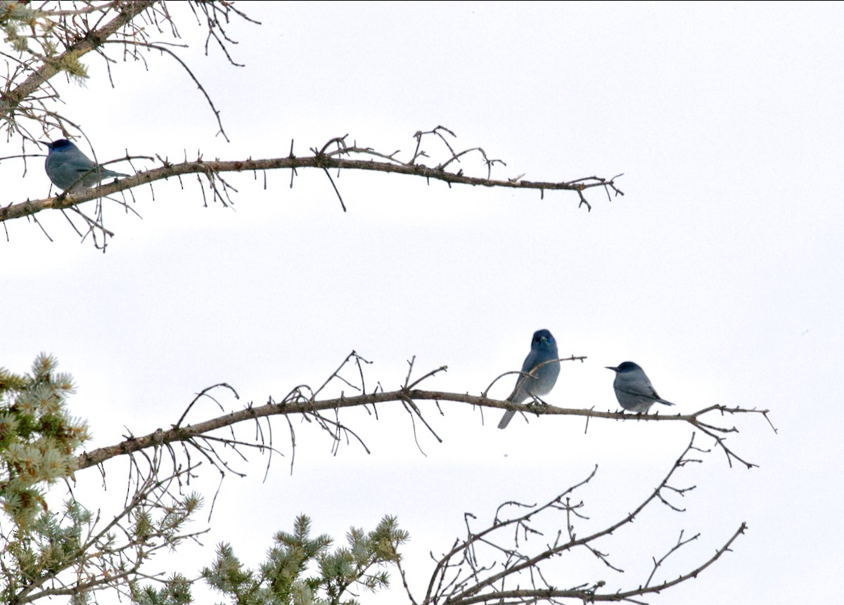 Chara Piñonera - ML647696107