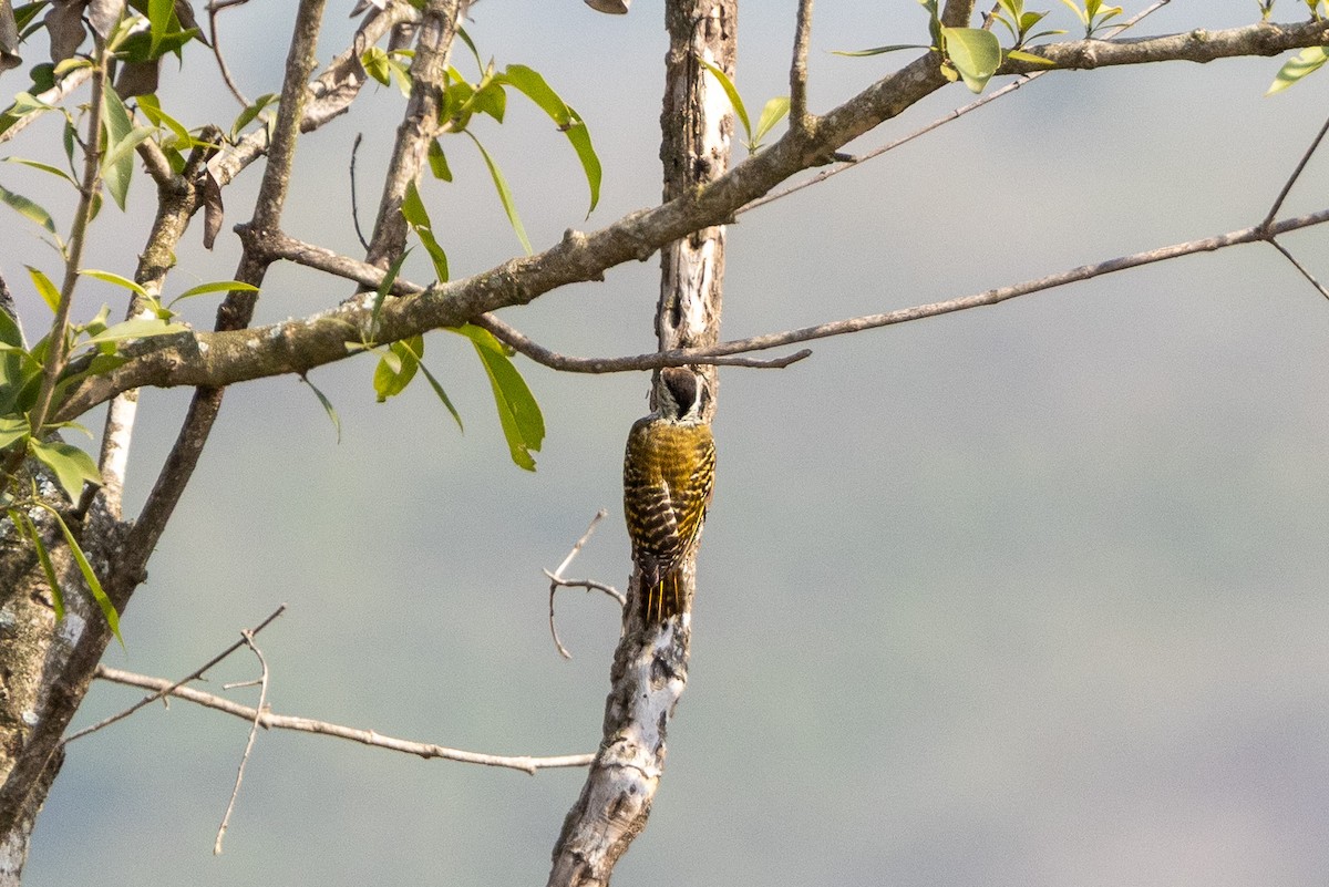 Cardinal Woodpecker - ML647696160