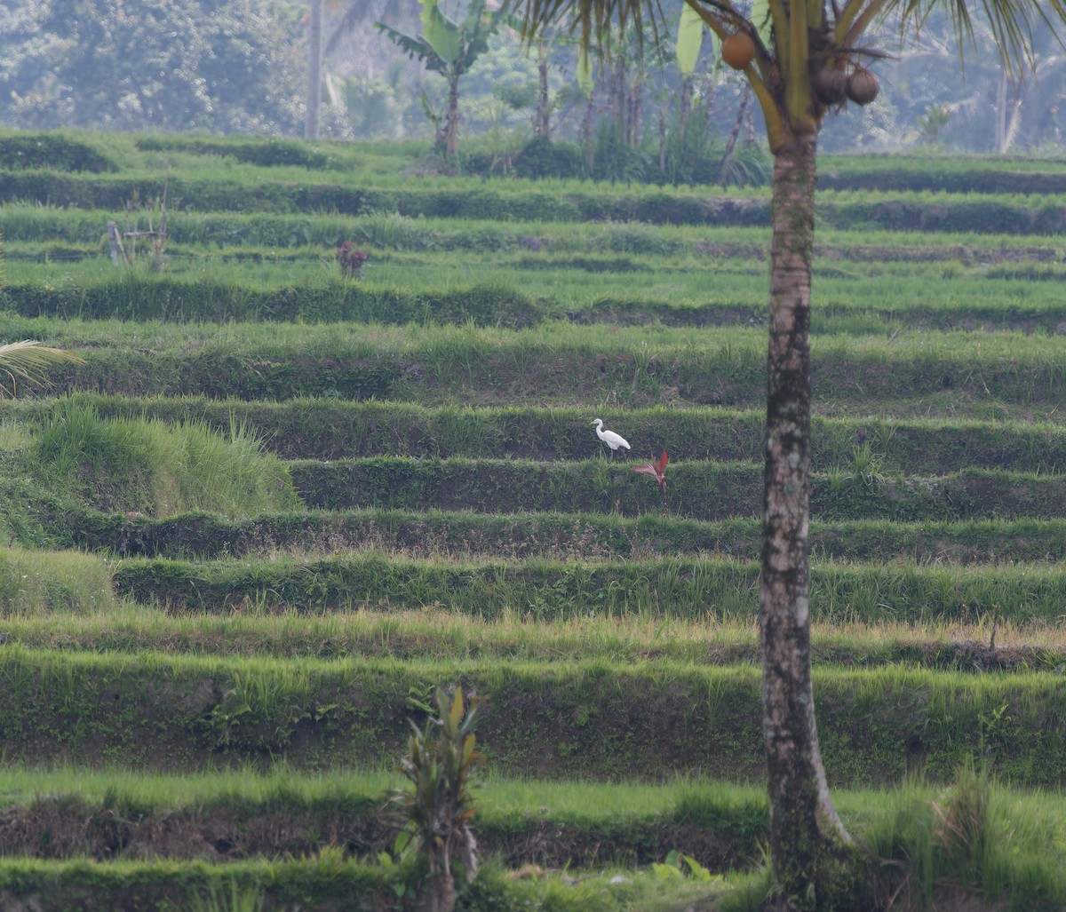 チュウサギ - ML647696170