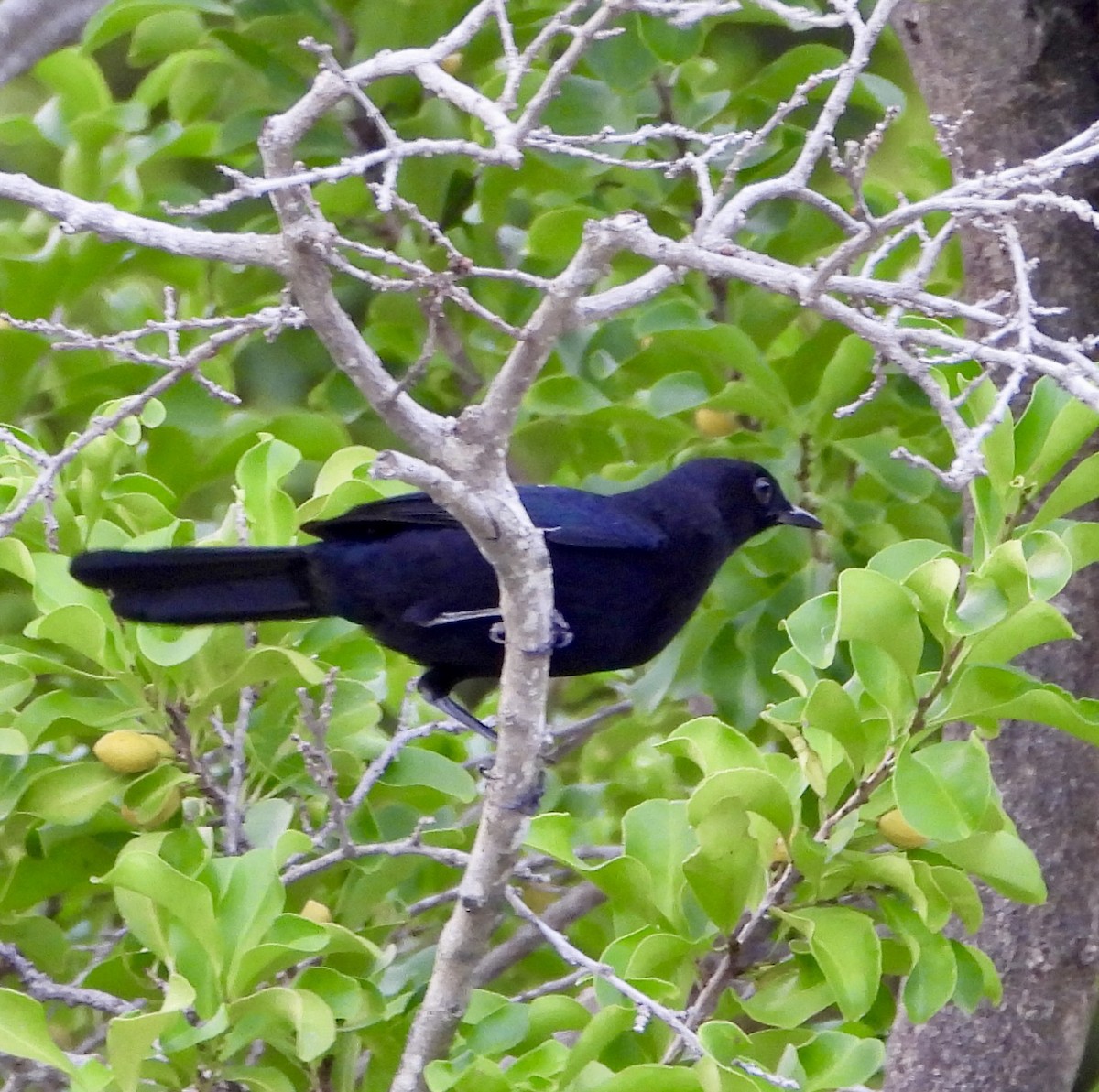 キタオビナシショウドウツバメ - ML647696181