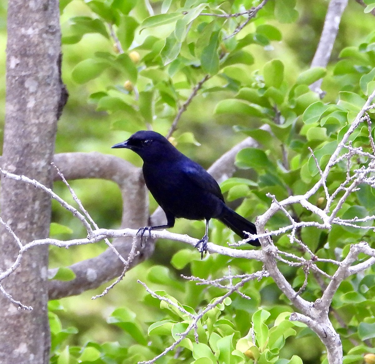 キタオビナシショウドウツバメ - ML647696182