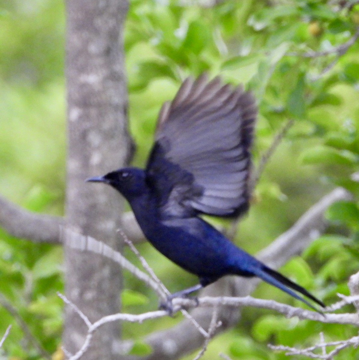 キタオビナシショウドウツバメ - ML647696183