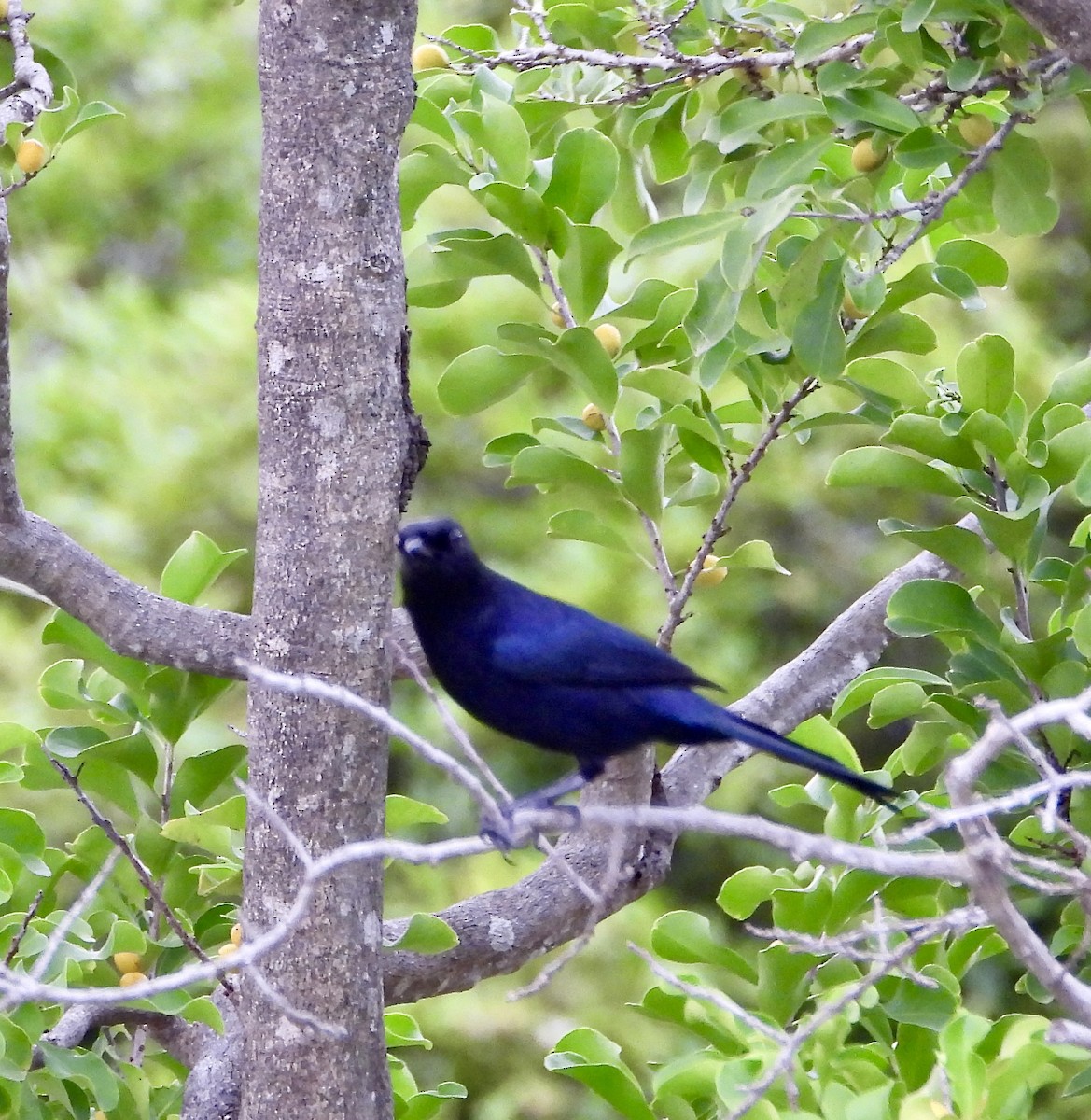 キタオビナシショウドウツバメ - ML647696184