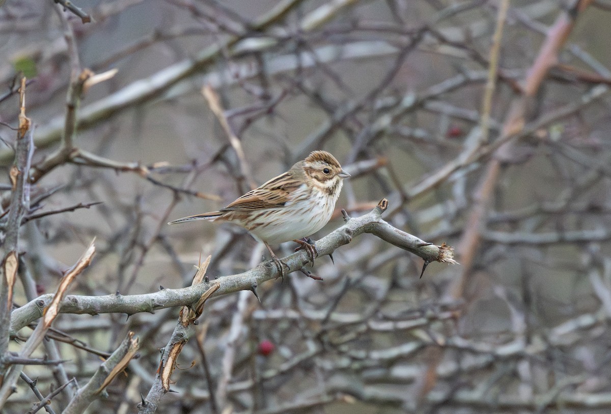 オオジュリン - ML647696189