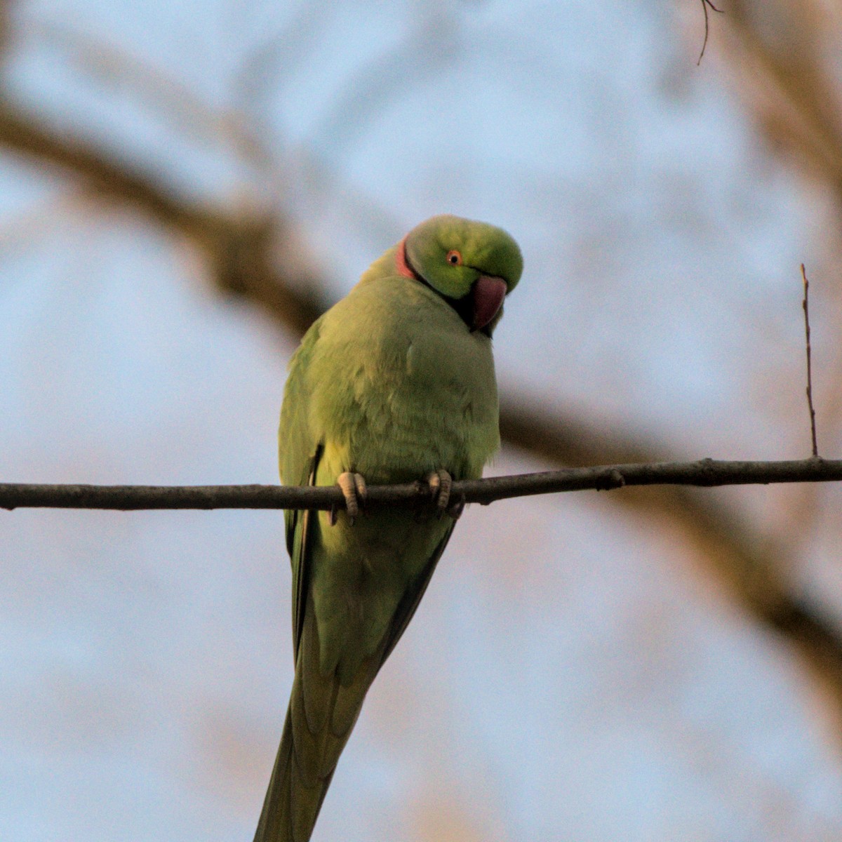 ホンセイインコ - ML647696191