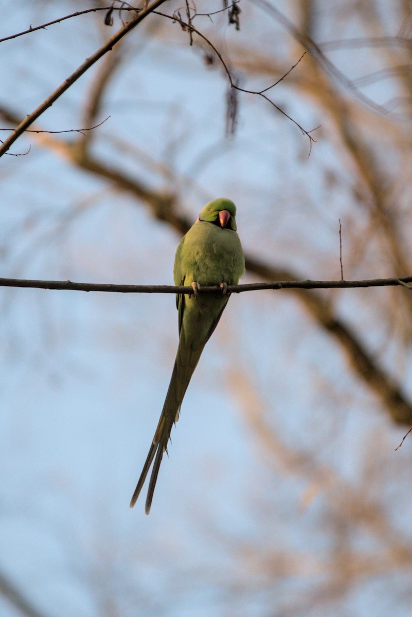 ホンセイインコ - ML647696192