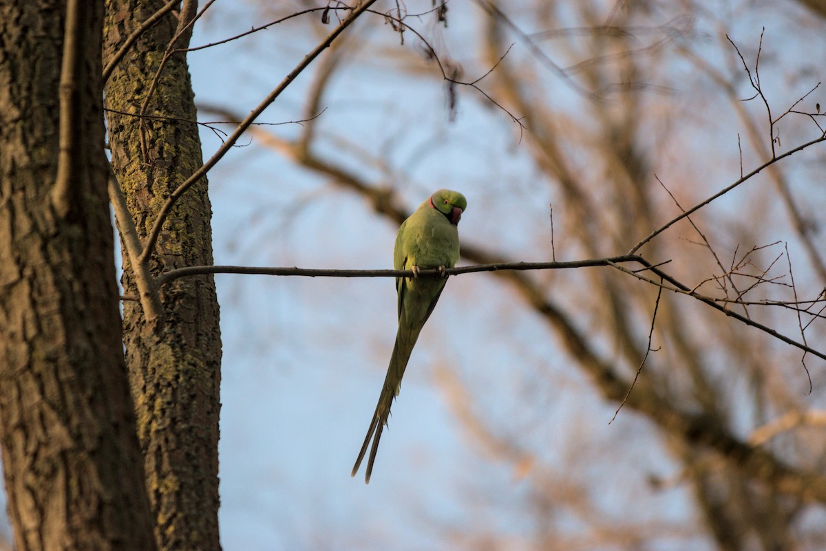 ホンセイインコ - ML647696193