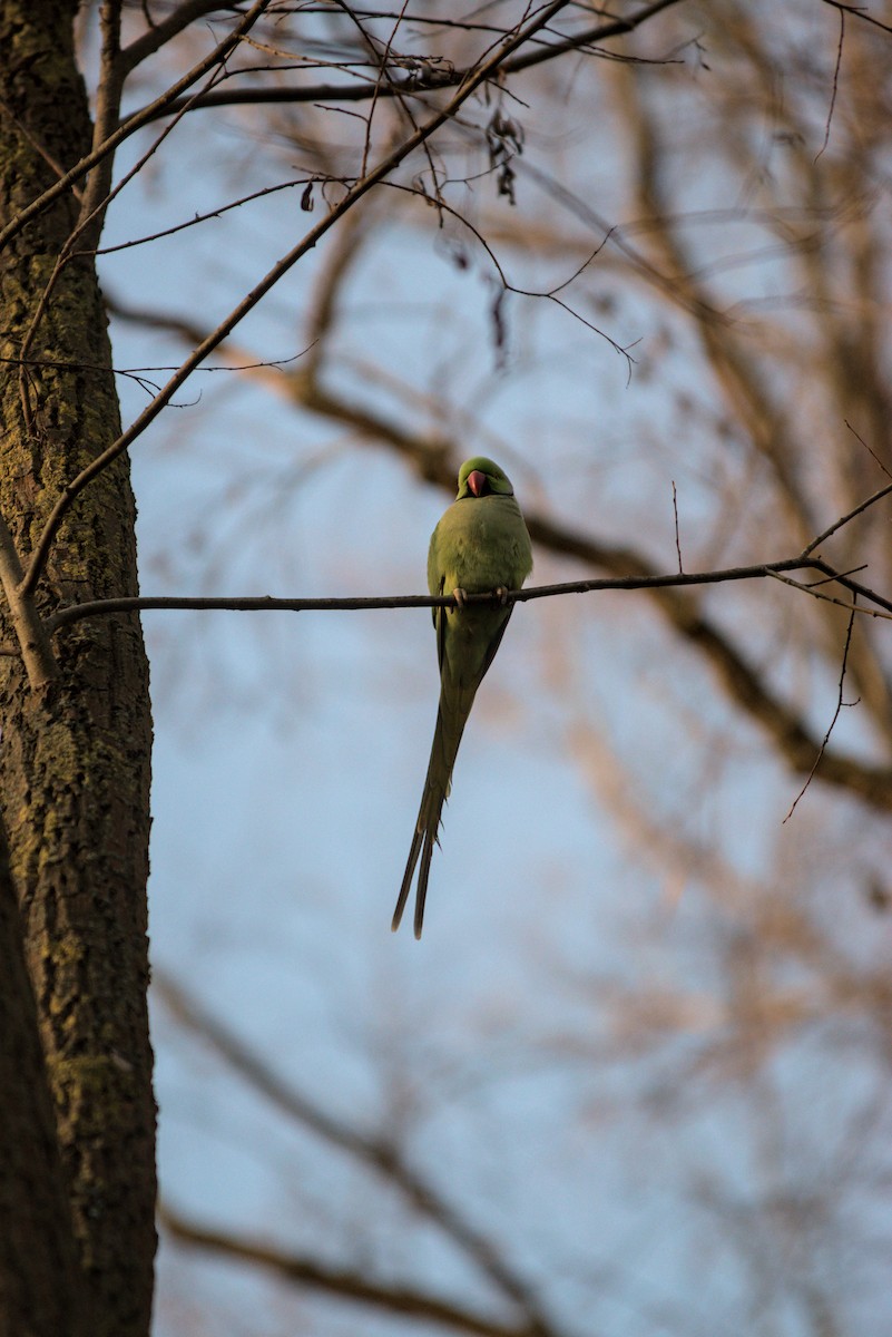 ホンセイインコ - ML647696194