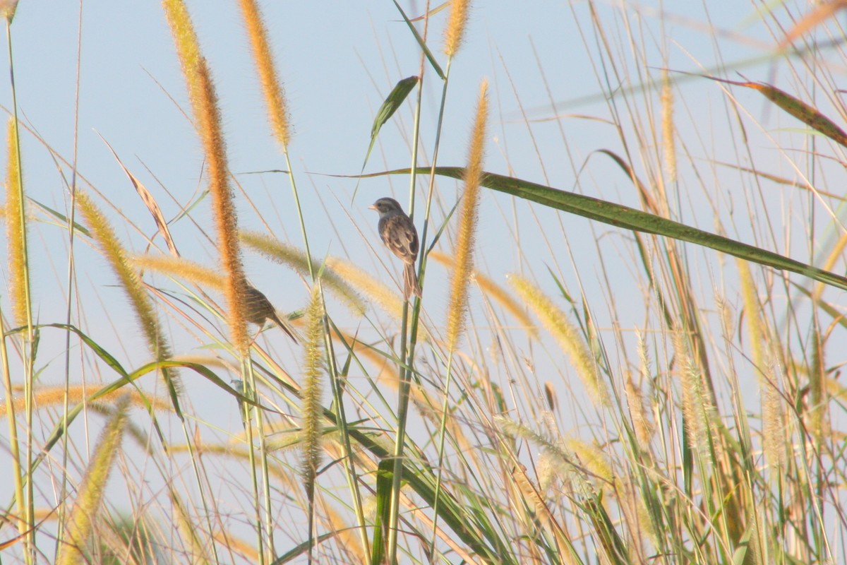 ウスヒメドリ - ML647696195