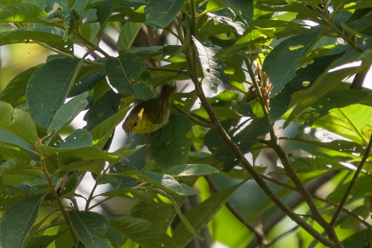 キゴシフウキンチョウ - ML647696198