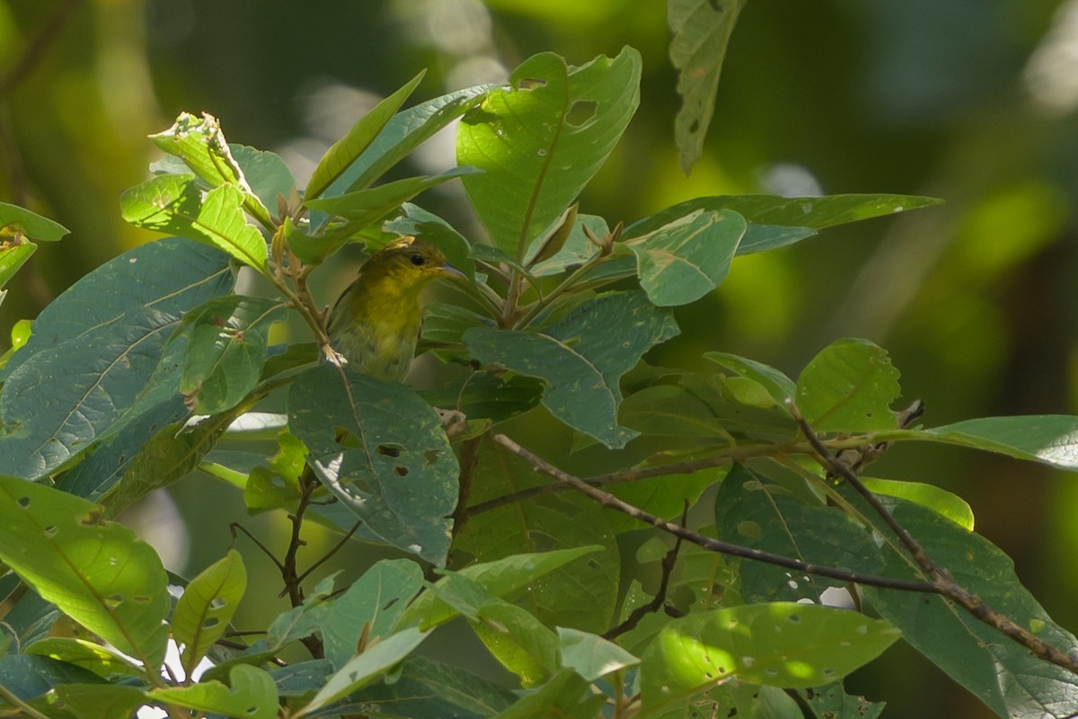 キゴシフウキンチョウ - ML647696199