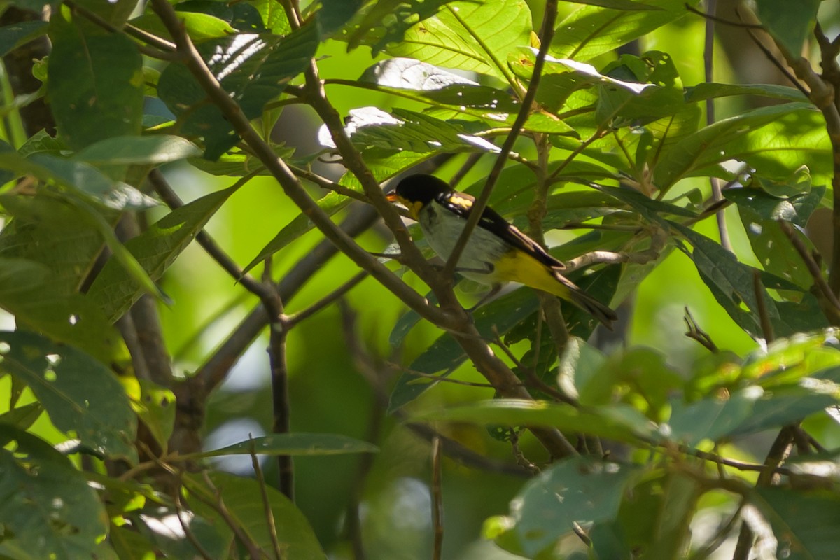 キゴシフウキンチョウ - ML647696201