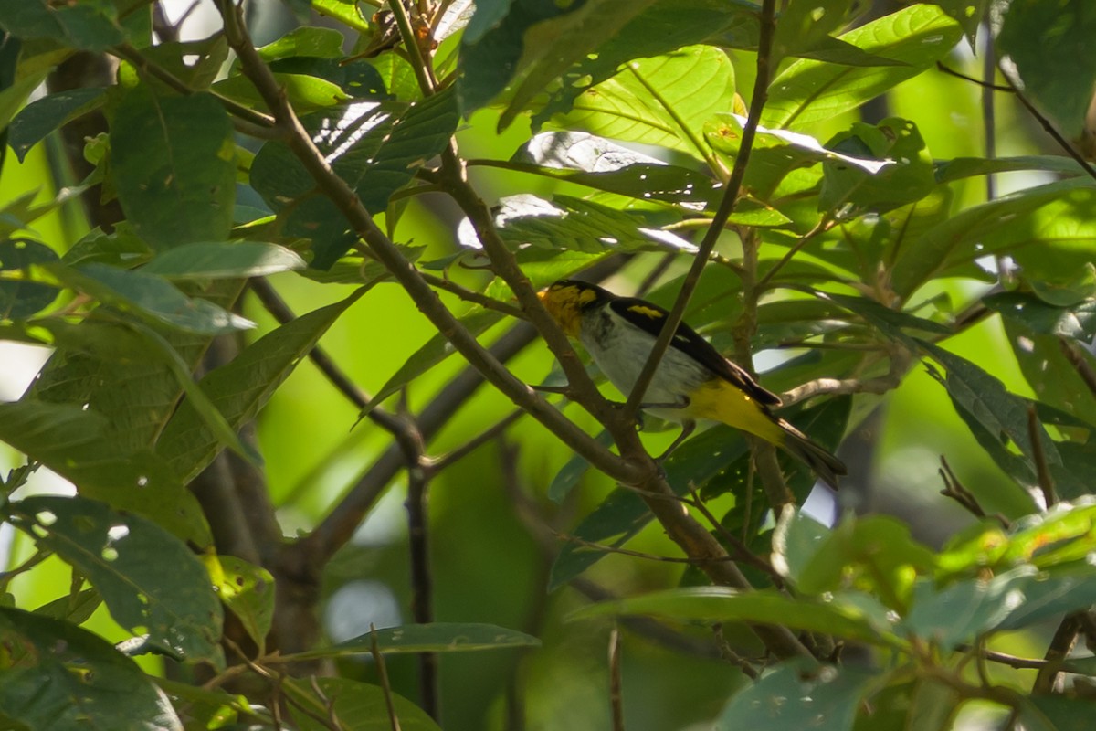 キゴシフウキンチョウ - ML647696202