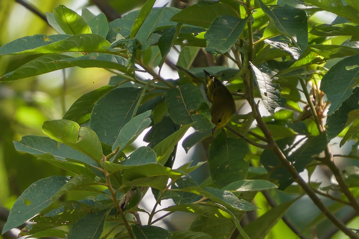 キゴシフウキンチョウ - ML647696204