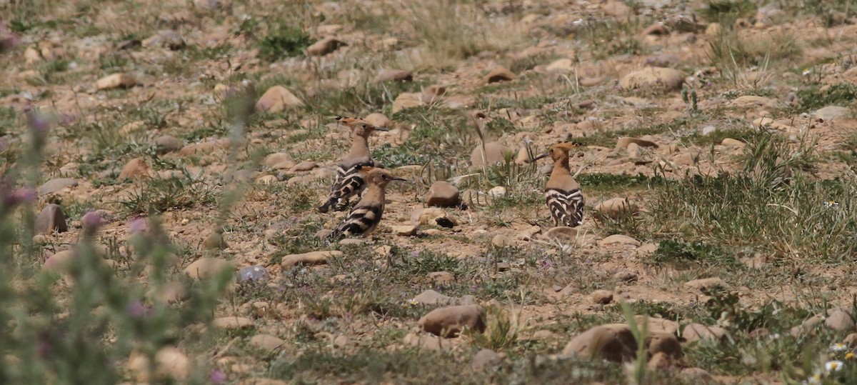 ヤツガシラ - ML647696207