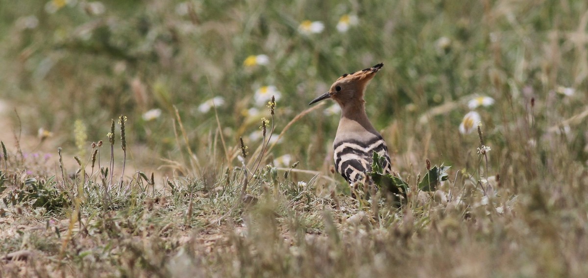 ヤツガシラ - ML647696208