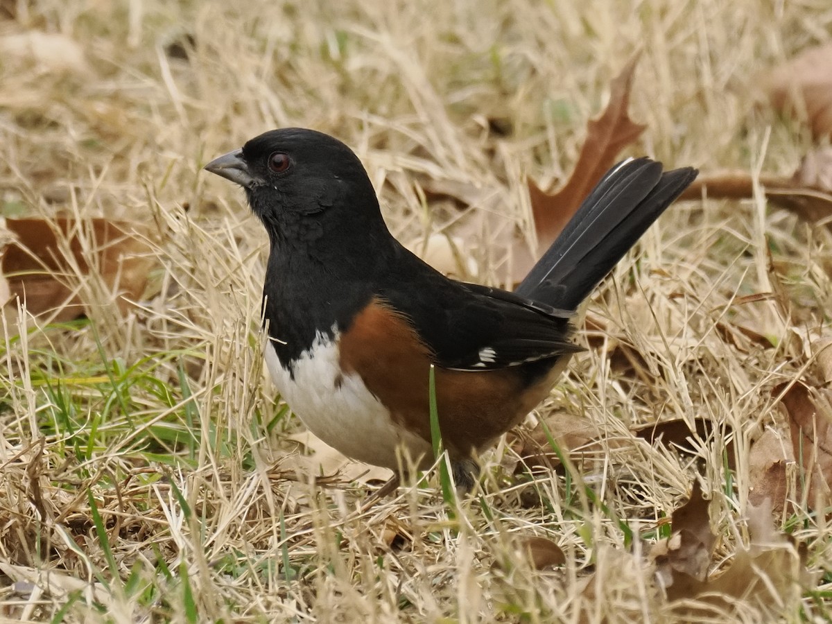 ワキアカトウヒチョウ - ML647696209