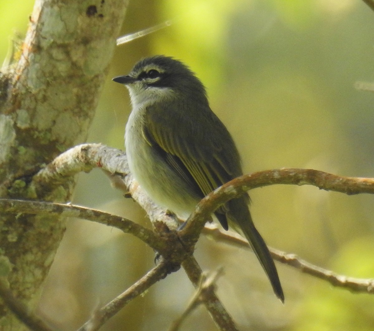 ベネズエラコタイランチョウ - ML647696210