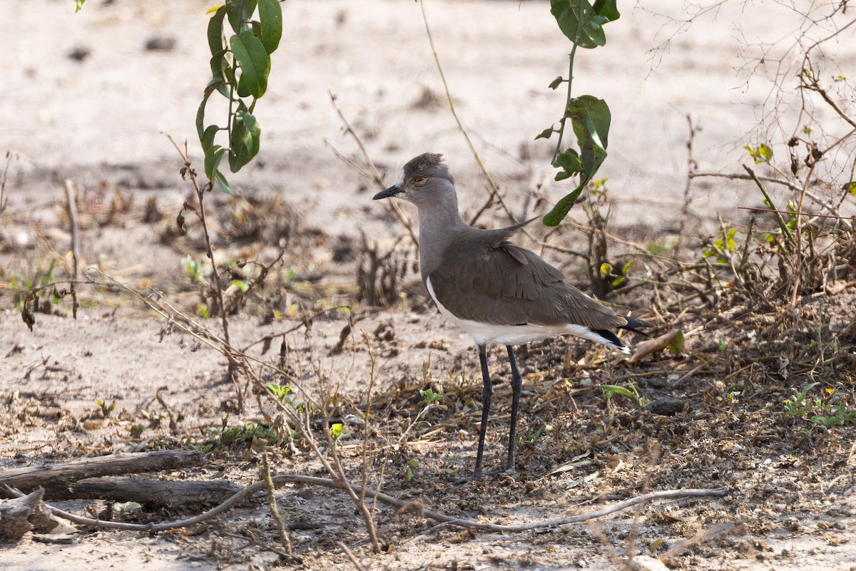 シロビタイゲリ - ML647696211