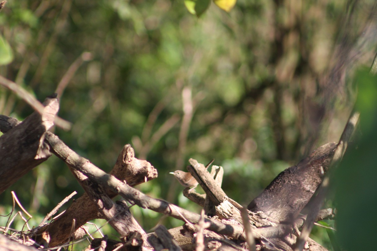 Northern House Wren - ML647696212