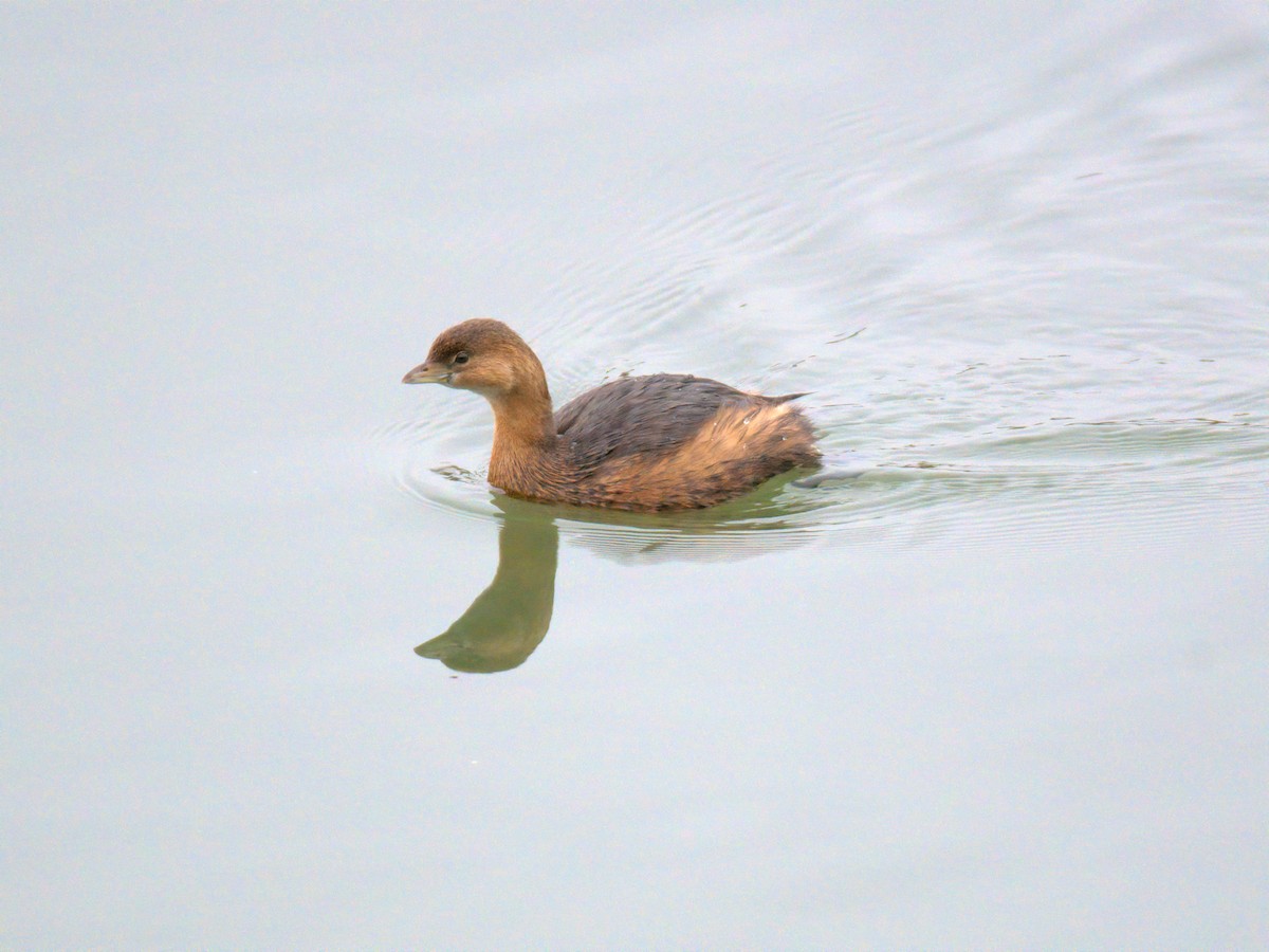 potápka americká - ML647696236