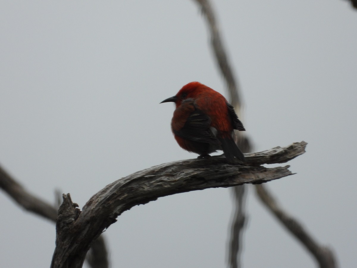 šatovník karmínový - ML647696250