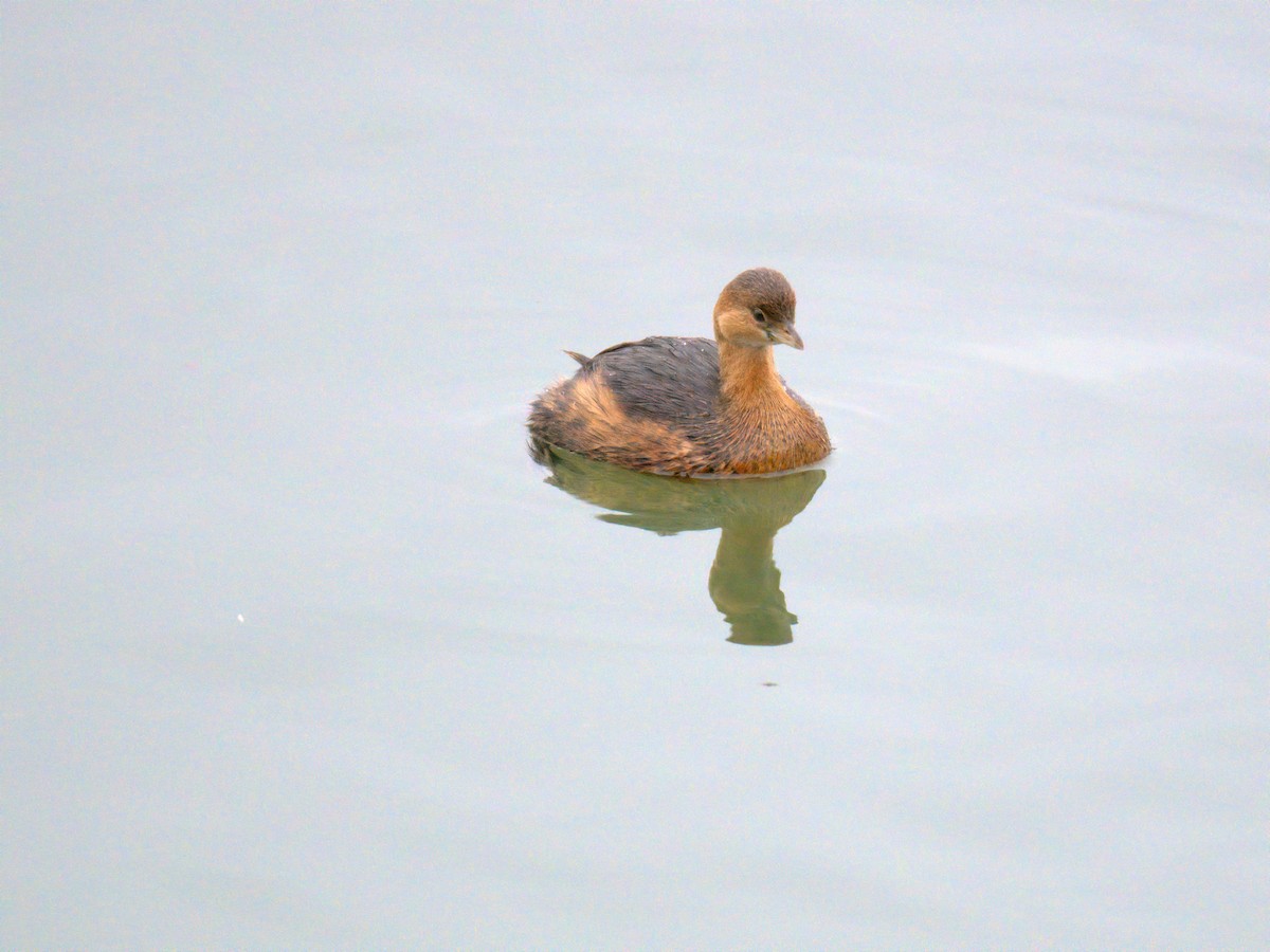 potápka americká - ML647696251