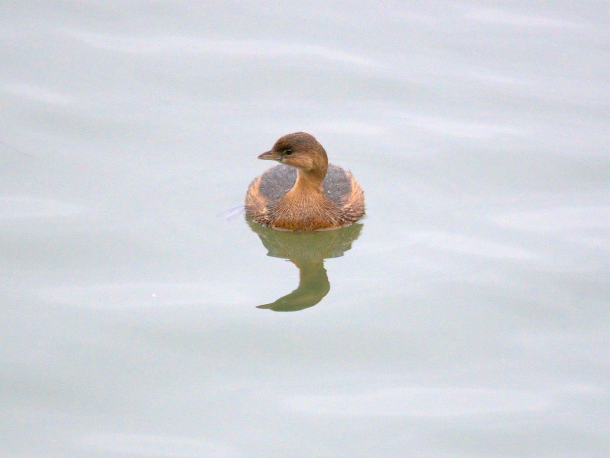 potápka americká - ML647696257