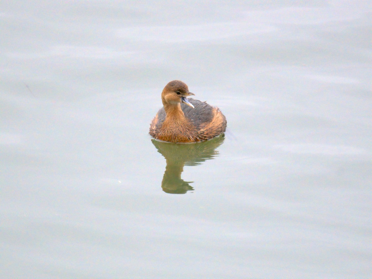 potápka americká - ML647696262