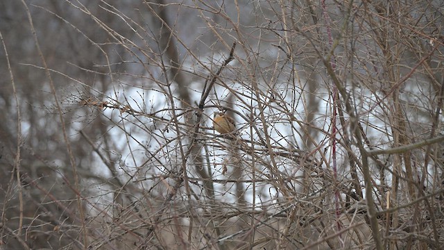 Carolina Wren - ML647696272