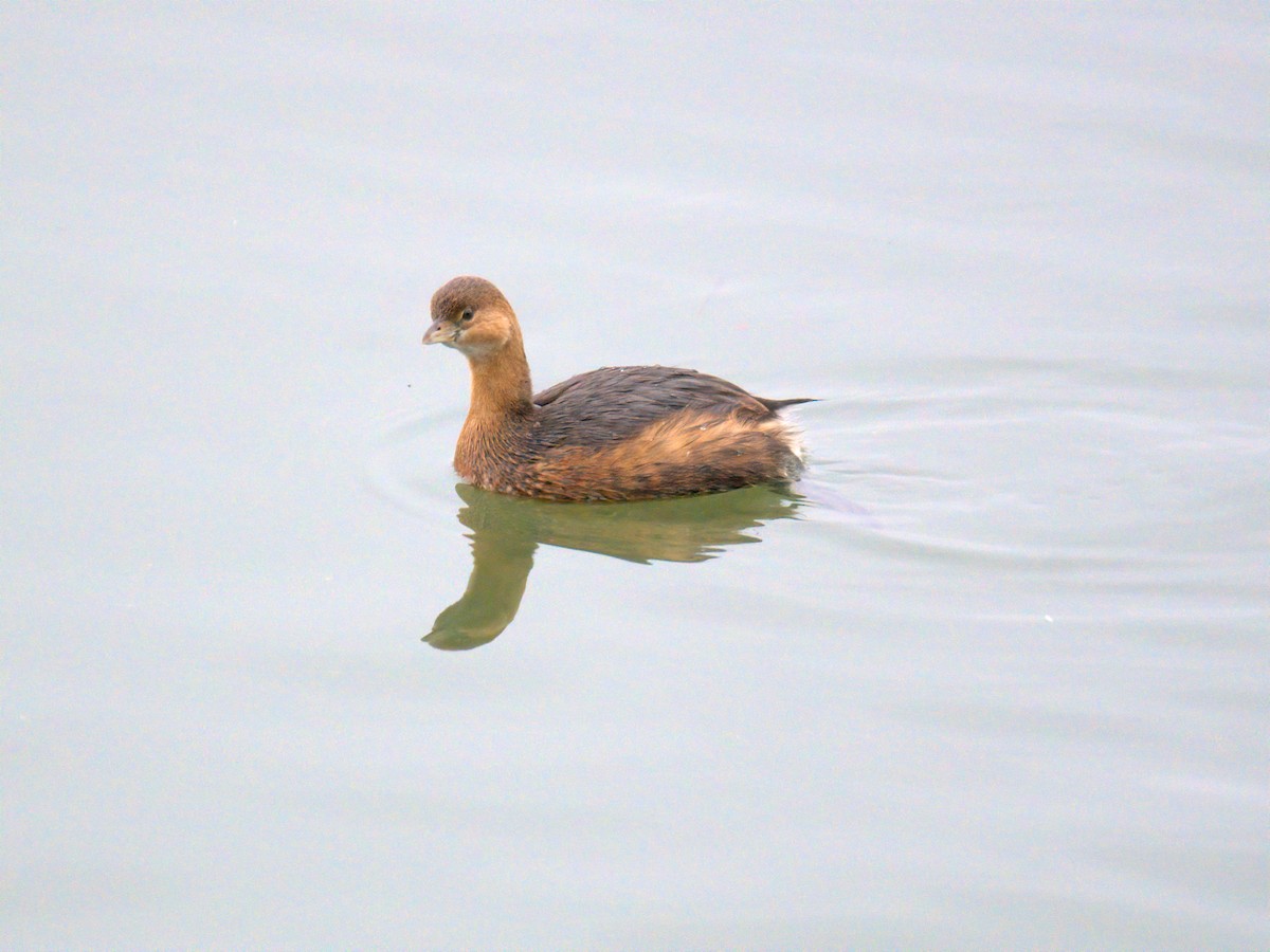 potápka americká - ML647696273