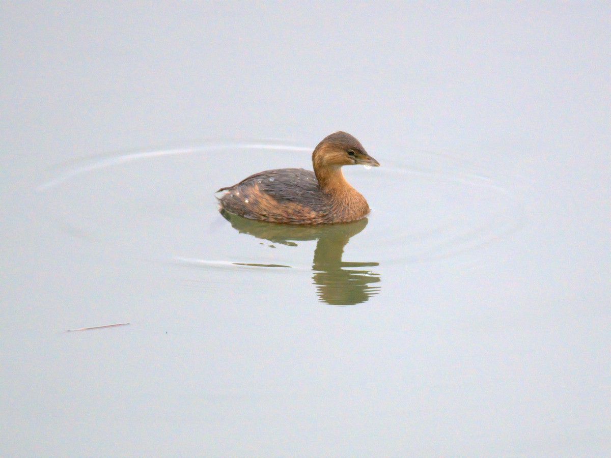 potápka americká - ML647696280