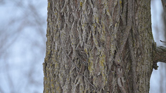 Brown Creeper - ML647696283