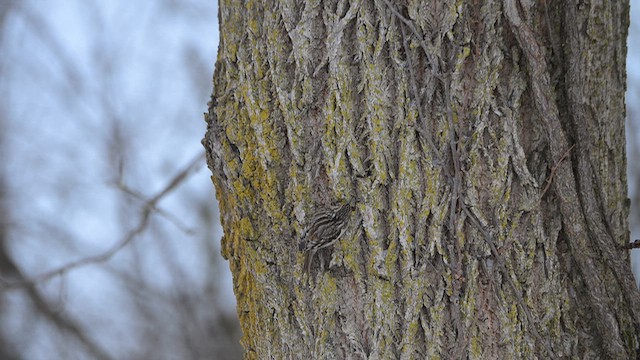 Brown Creeper - ML647696286