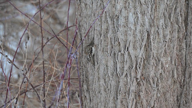 Brown Creeper - ML647696287