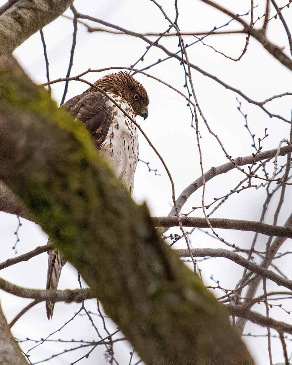 jestřáb americký - ML647696288