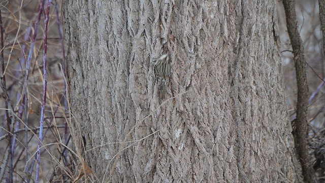 Brown Creeper - ML647696290