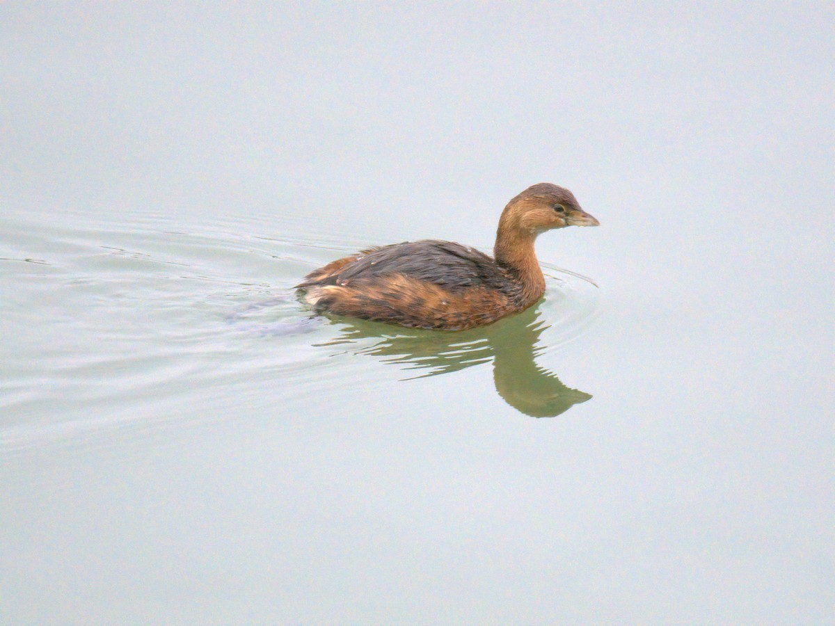 potápka americká - ML647696298