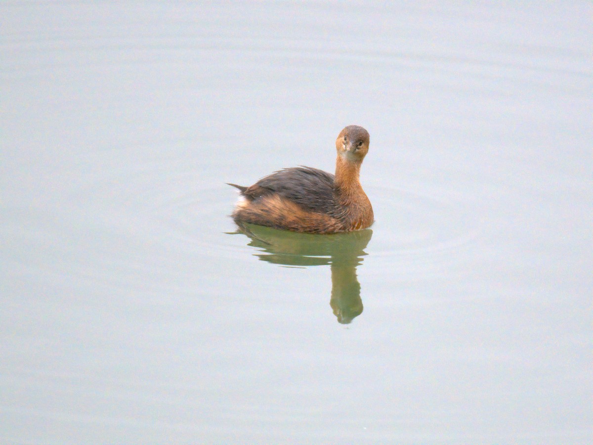 potápka americká - ML647696304