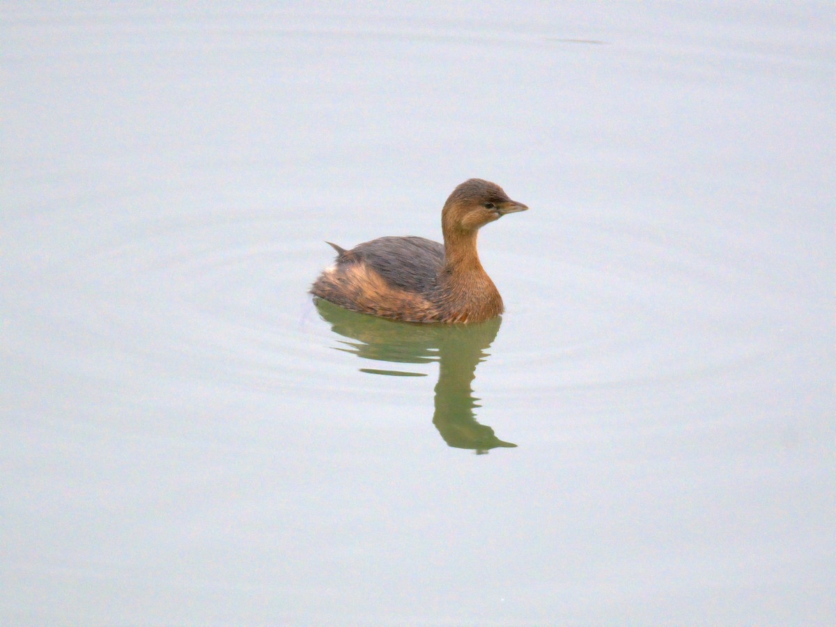 potápka americká - ML647696311