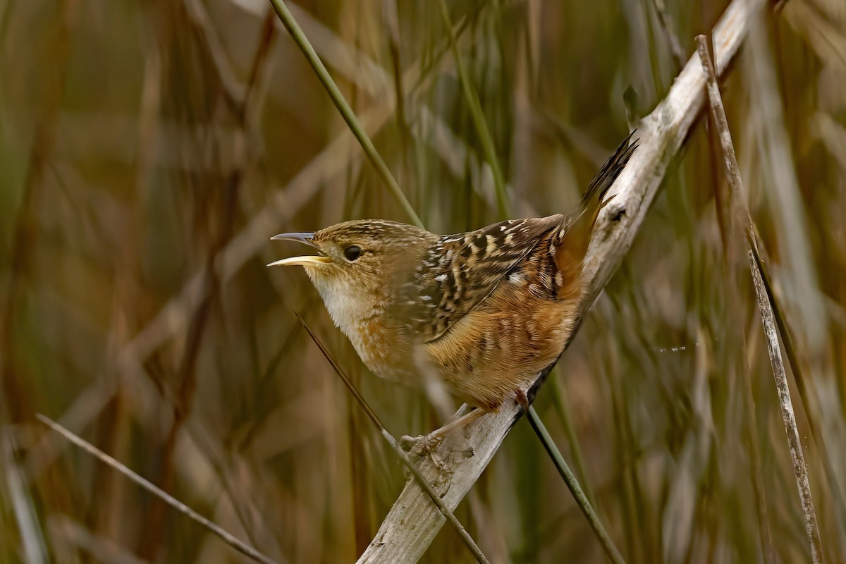 Sedge Wren - ML647696315