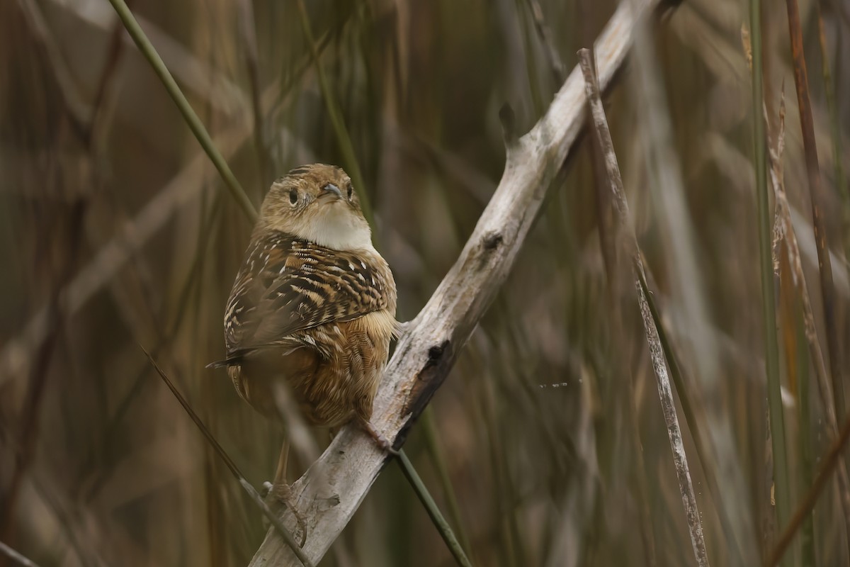 Sedge Wren - ML647696318
