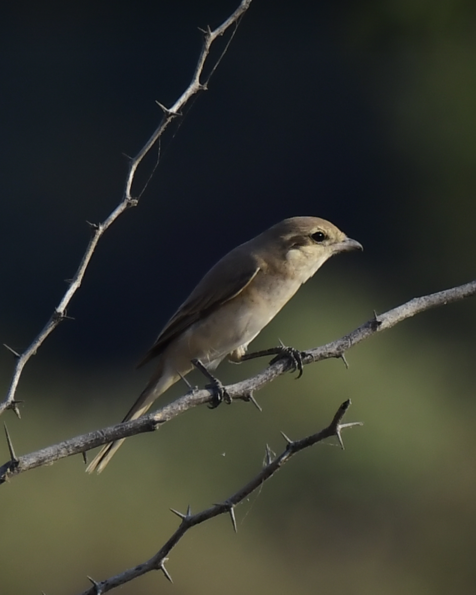 isabellavarsler - ML647696322