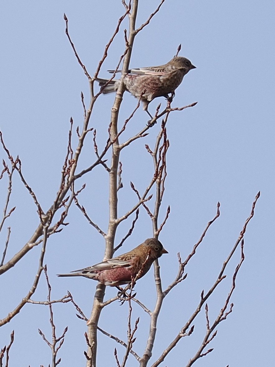 Brown-capped Rosy-Finch - ML647696331