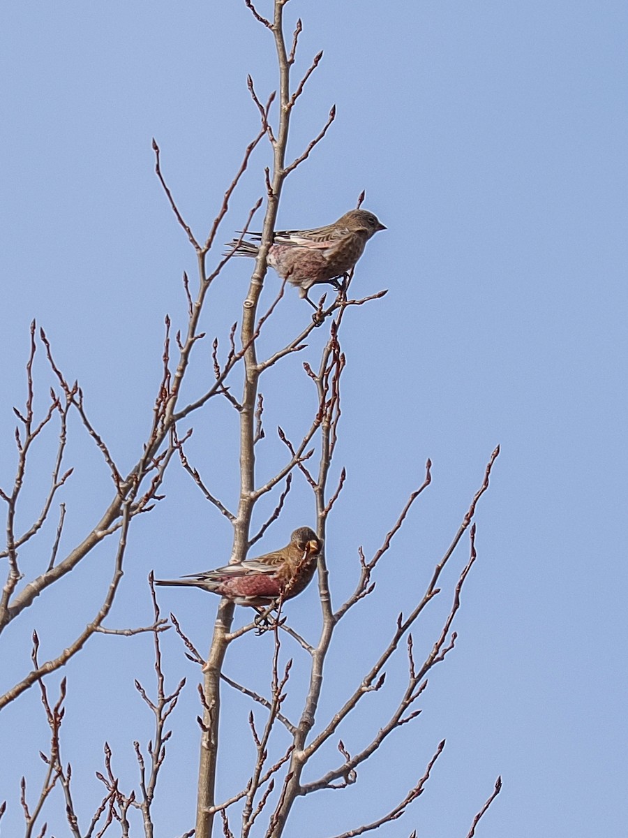 Brown-capped Rosy-Finch - ML647696332